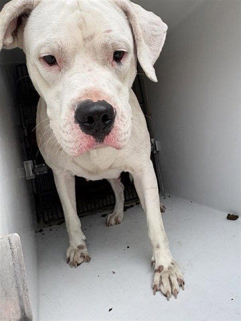 Photo of A663442, adoptable Boxer in Houston, Texas