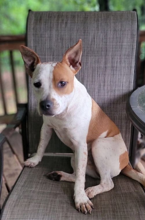 Photo of JoJo, adoptable American Staffordshire Terrier in Arlington, Virginia
