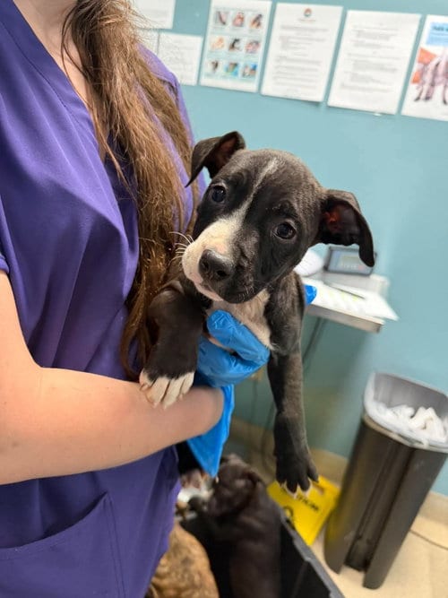 Photo of Colt, adoptable Unknown breed in Holbrook, New York