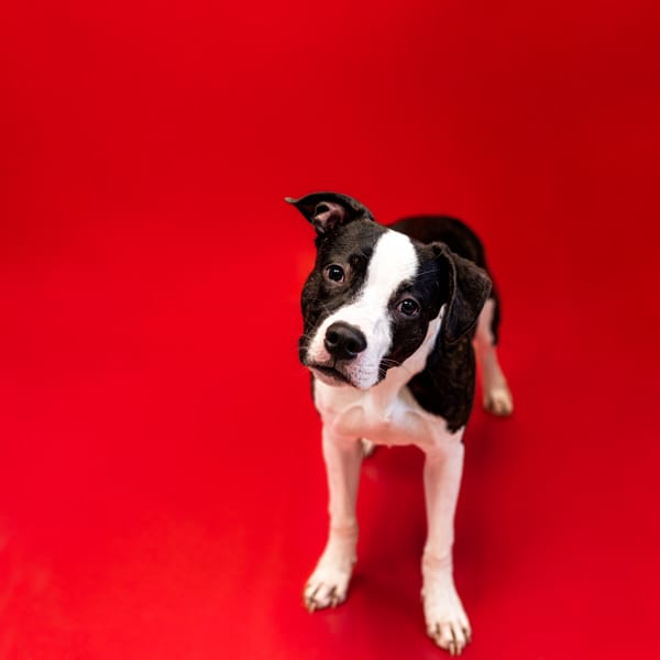 Photo of Duffy, adoptable Pit Bull cross in Lawrenceville, Georgia