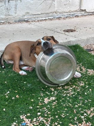 Photo of Clover, adoptable Terrier in New Orleans, Louisiana