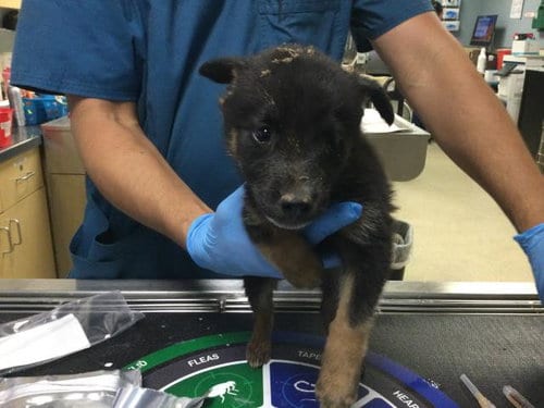 Photo of Groot, adoptable German Shepherd Dog in Riverside, California