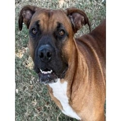 Photo of Rambo, adoptable Boxer in Texas City, Texas