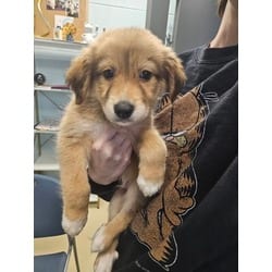Photo of Zinger, adoptable Mixed Breed (Medium) in Munster, Indiana