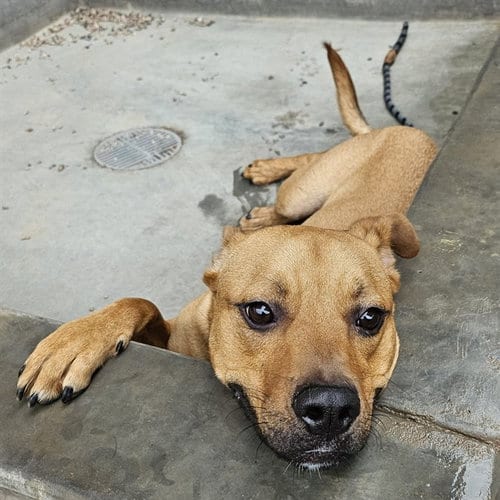 Photo of Beck, adoptable Boxer in Mesa, Arizona