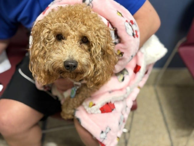 Photo of Hanzel, adoptable Poodle - Miniature and Golden Retriever in Miami, Florida