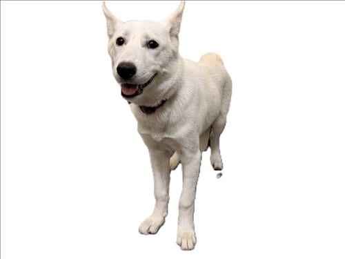 Photo of Nala, adoptable Siberian Husky in Los Angeles, California