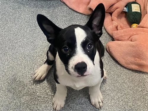 Photo of Israel, adoptable Cardigan Welsh Corgi in Orange, California