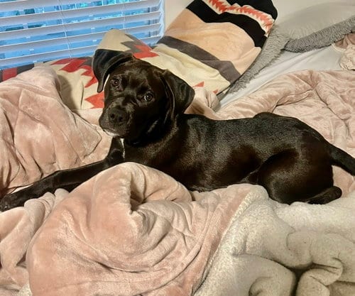 Photo of Nora, adoptable Labrador Retriever in Holly Springs, North Carolina
