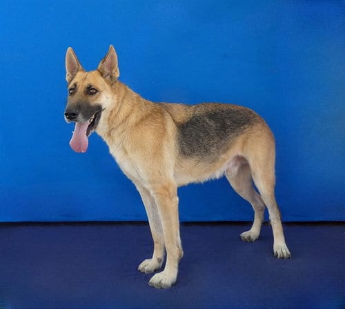 Photo of Hank, adoptable German Shepherd Dog in Baldwin Park, California