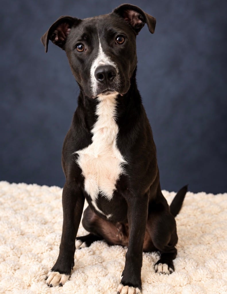 Photo of Murphy, adoptable Terrier in Wintersville, Ohio
