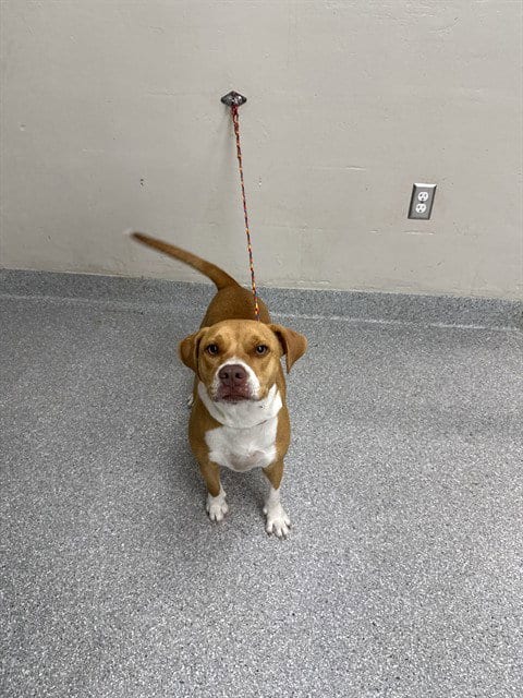 Photo of Canela, adoptable Labrador Retriever in Pasadena, Texas