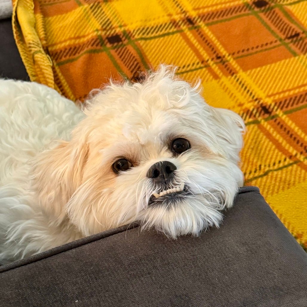 Photo of Bella, adoptable Maltese / Shih Tzu in Santa Fe, Texas