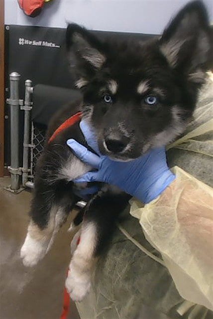 Photo of Juebee, adoptable Siberian Husky in Phoenix, Arizona