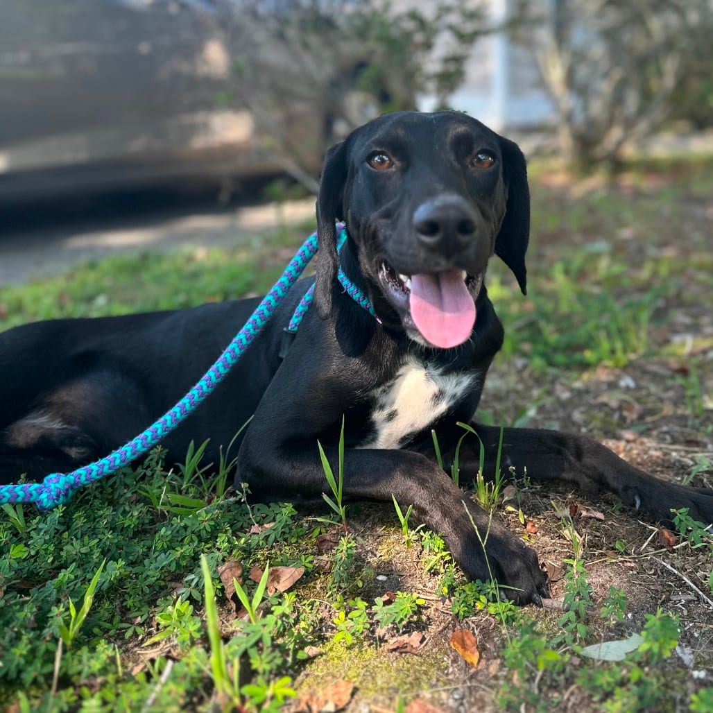 Photo of Badger, adoptable Retriever, Black Labrador / Hound in Fairfax Station, Virginia