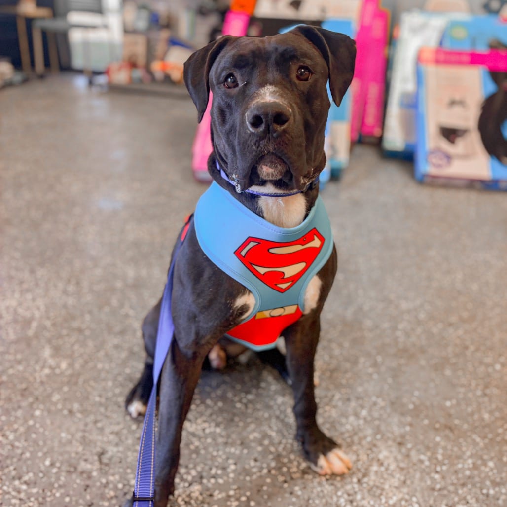 Photo of Timmy, adoptable Great Dane / Mixed Breed (Large) in Ohio, Ohio
