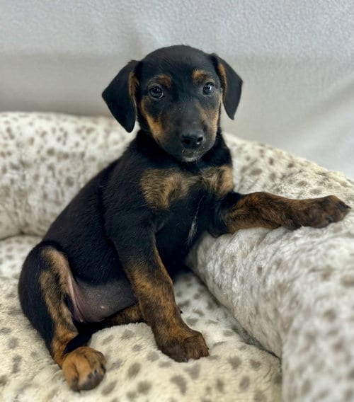Photo of Starbucks: Hot Cocoa, adoptable Coonhound in Romoland, California