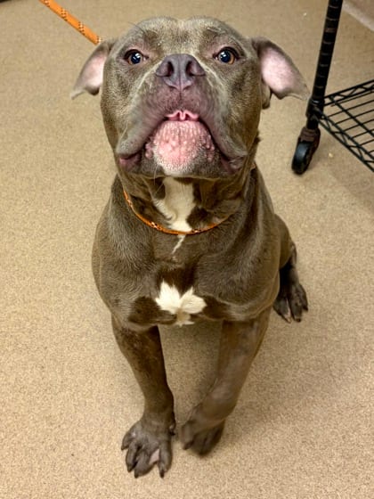 Photo of Mr.Munyun, adoptable dog in Chamblee, Georgia