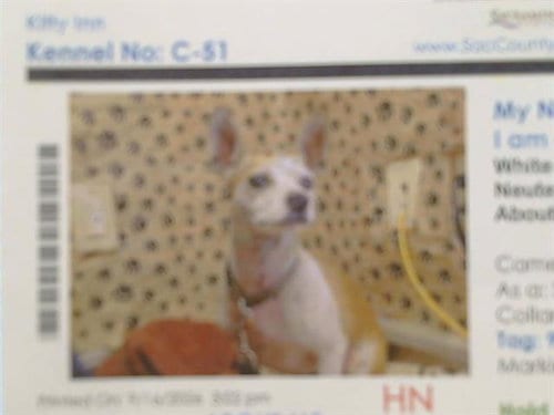 Photo of Hugo Blade, adoptable Chihuahua in Sacramento, California