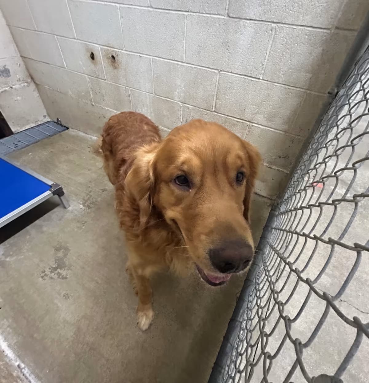 Photo of Golden, adoptable Golden Retriever in Ringgold, Georgia