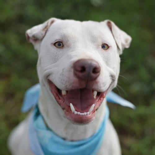 Photo of Cooper, adoptable American Staffordshire Terrier in San Antonio, Texas