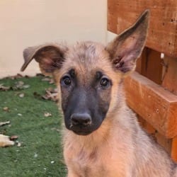 Photo of Jaxson KL, adoptable Belgian Malinois Mixed Breed (Medium) in Hartford, Connecticut