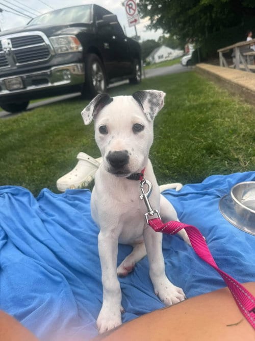 Photo of Jessie, adoptable American Staffordshire Terrier in New Oxford, Pennsylvania