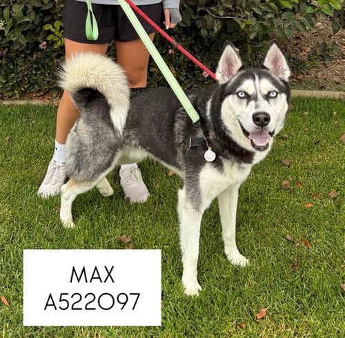 Photo of Max, adoptable Siberian Husky in Lompoc, California