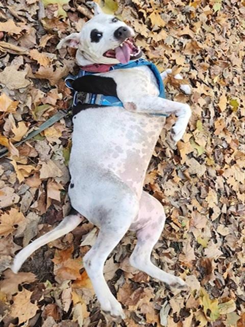Photo of Shelby, adoptable Pit Bull Terrier in Peoria, Illinois