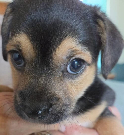 Photo of Charlie Brown, adoptable Terrier in St. Augustine, Florida