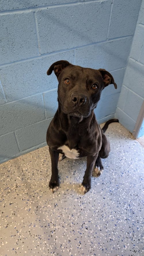 Photo of Onyx #2, adoptable Pit Bull Terrier in Chandler, Arizona