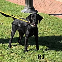 Photo of RJ, adoptable Labrador Retriever Hound (Unknown Type) in Washington, Georgia