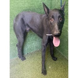 Photo of Tim, adoptable German Shepherd Dog in Lancaster, California