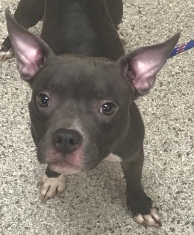 Photo of Tallulah, adoptable American Staffordshire Terrier in Conroe, Texas