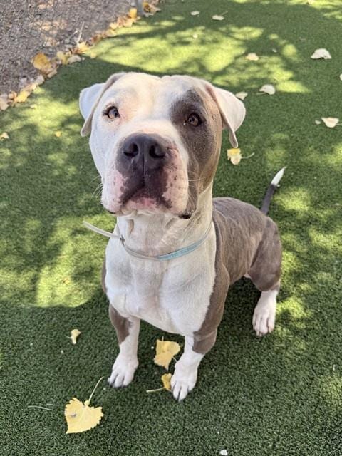 Photo of Big Meech, adoptable Pit Bull Terrier in Castaic, California