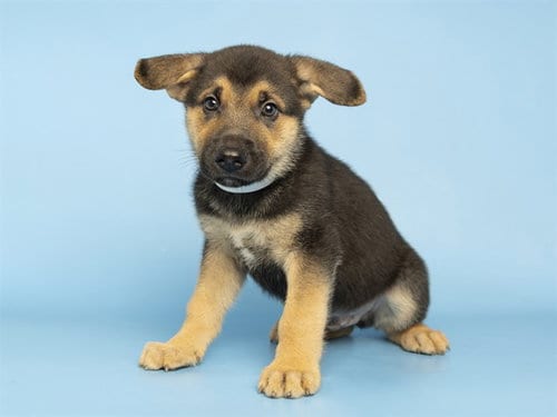 Photo of Bergamot, adoptable German Shepherd Dog in Phoenix, Arizona