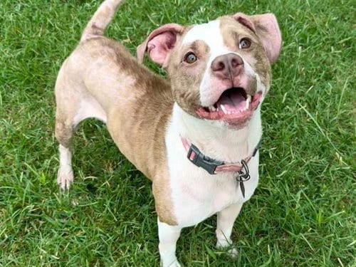 Photo of Poppy, adoptable Bull Terrier in Haw River, North Carolina