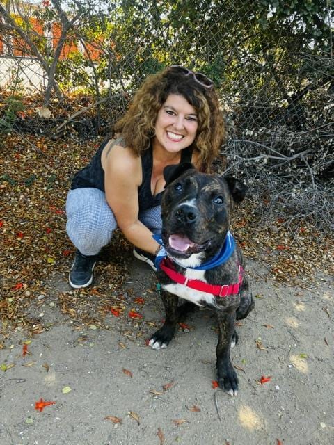 Photo of Alfie, adoptable Pit Bull Terrier in Santa Barbara, California