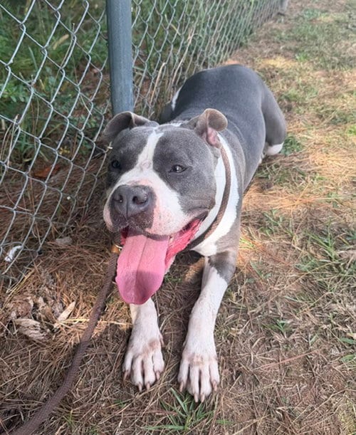 Photo of Muffin, adoptable American Pit Bull Terrier in Carrollton, Georgia