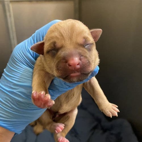 Photo of Rolly, adoptable Pit Bull Terrier in Modesto, California