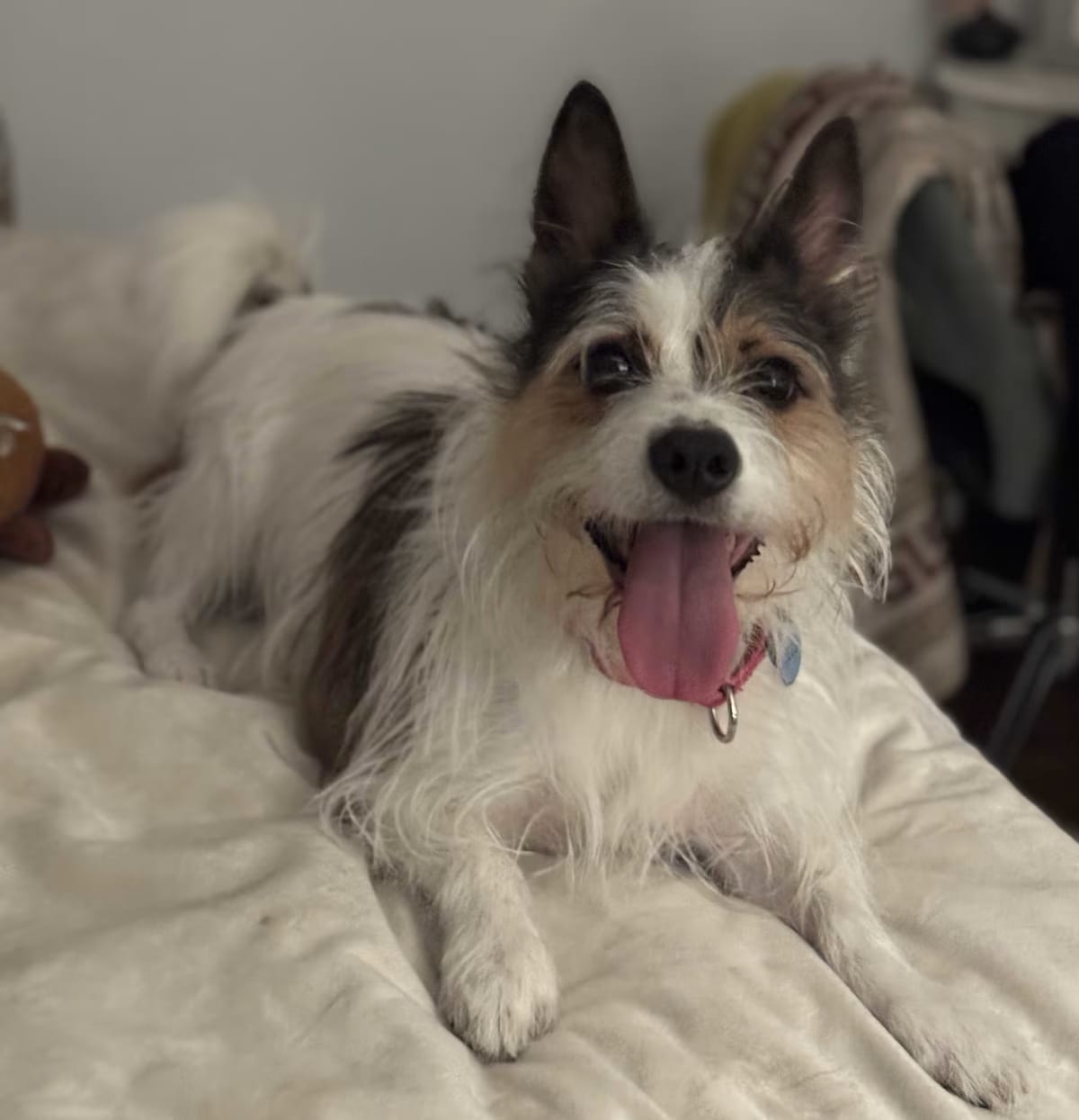 Photo of Lego, adoptable Cocker Spaniel/Terrier (Unknown Type, Small) in Georgetown, District of Columbia