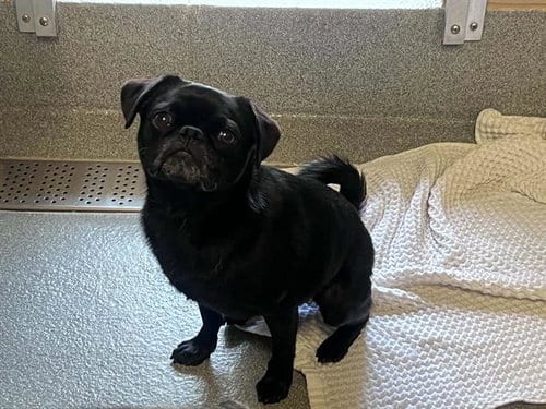Photo of Robin, adoptable Pug in Orange, California