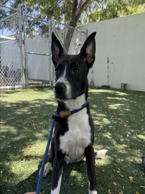 Photo of Oreo, adoptable Pit Bull Terrier in Chatsworth, California