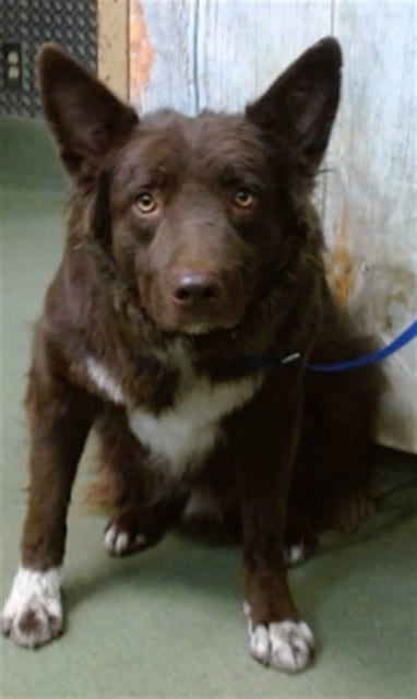Photo of Senior Border Collie, adoptable Border Collie in Devore, California