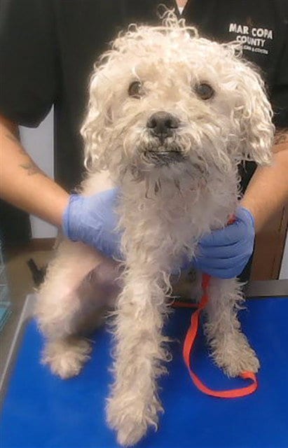 Photo of Parrot, adoptable Poodle (Miniature) in Mesa, Arizona