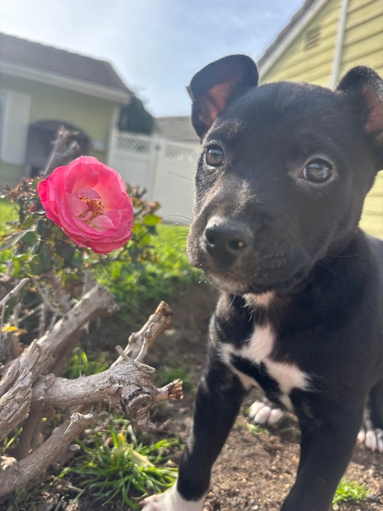 Photo of Coral, adoptable Pit Bull Terrier in Dana Point, California
