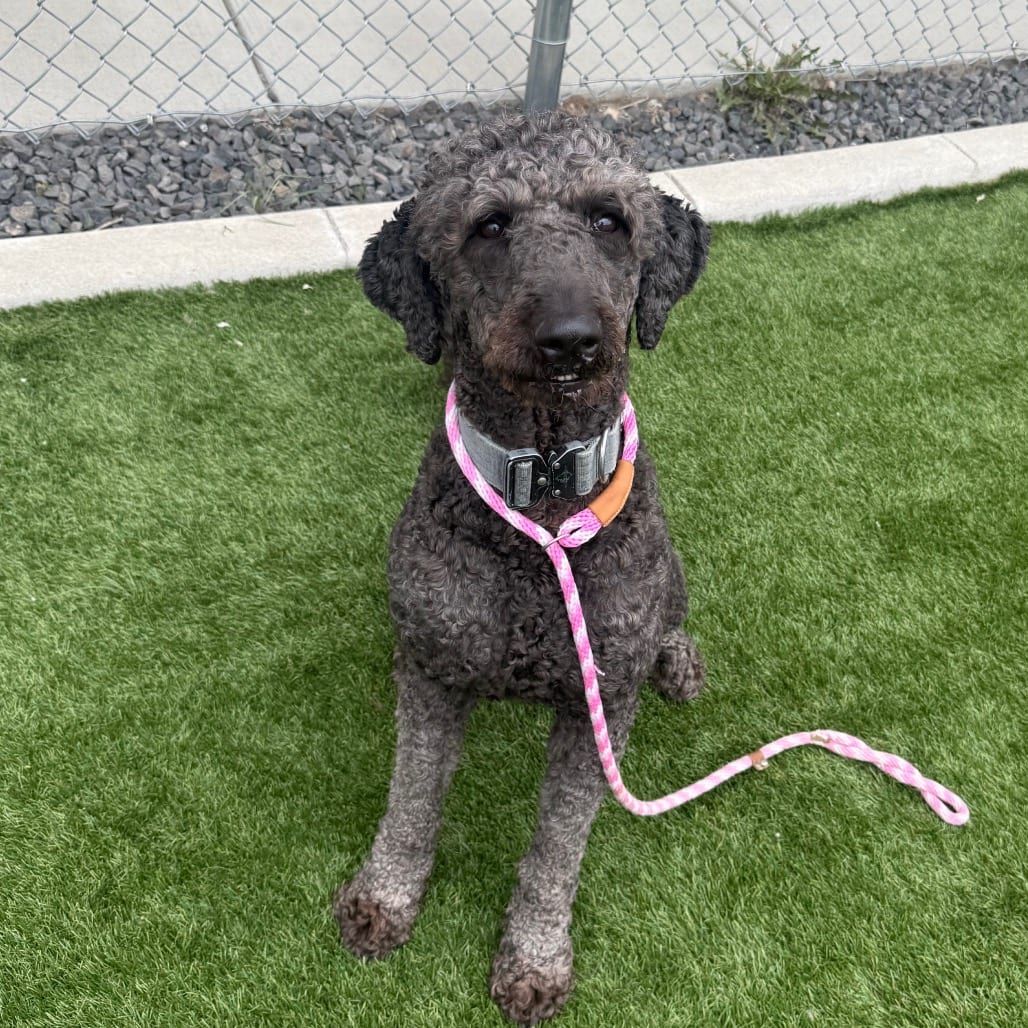 Photo of Ozzy, adoptable Poodle, Standard / Retriever, Labrador in Hayden, Idaho