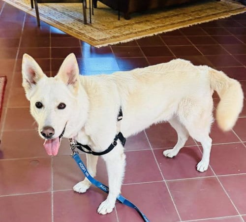 Photo of Casper, adoptable German Shepherd Dog in Santa Barbara, California