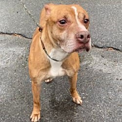 Photo of Bogie, adoptable Pit Bull Terrier in Carmel, New York
