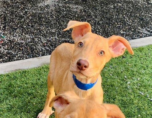 Photo of Fido, adoptable Labrador Retriever in Moreno Valley, California
